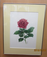 駒込ロビー展示『やさしいボタニカルアート(植物画）―バラを描く』講師作品展