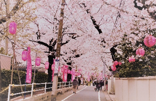 としま案内人駒込・巣鴨ガイドツアー
お花見ツアー「ソメイヨシノの里 駒込・染井を訪ねる」