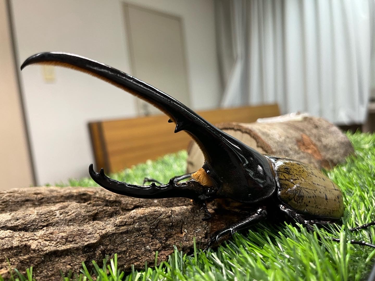 【306】見て！触れて！感じよう！触って学ぶ昆虫教室(8/4)