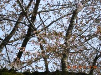 4月2日(月曜)の駒桜。本日開花しました。