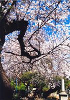 外人墓地の桜