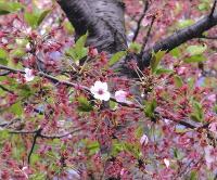 １りんだけのこった桜