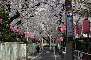 としま案内人駒込・巣鴨 ガイドツアー
 お花見ツアー　ソメイヨシノの里　駒込・染井を訪ねる