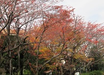 駒込公園