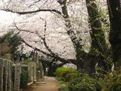 染井霊園